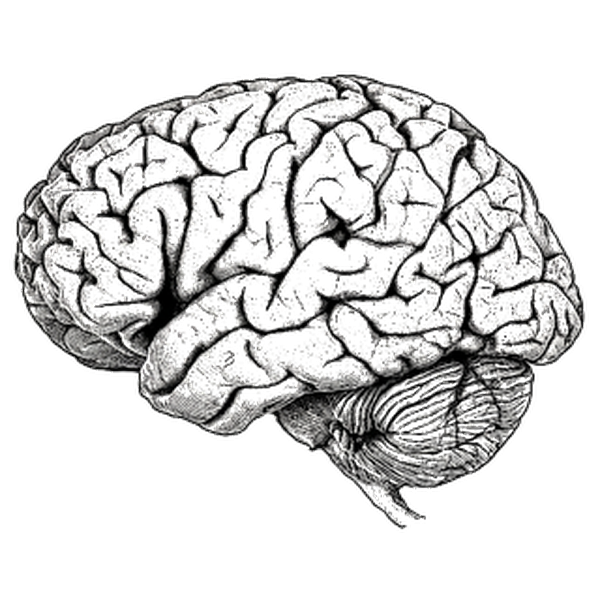 The Optimistic Brain mark