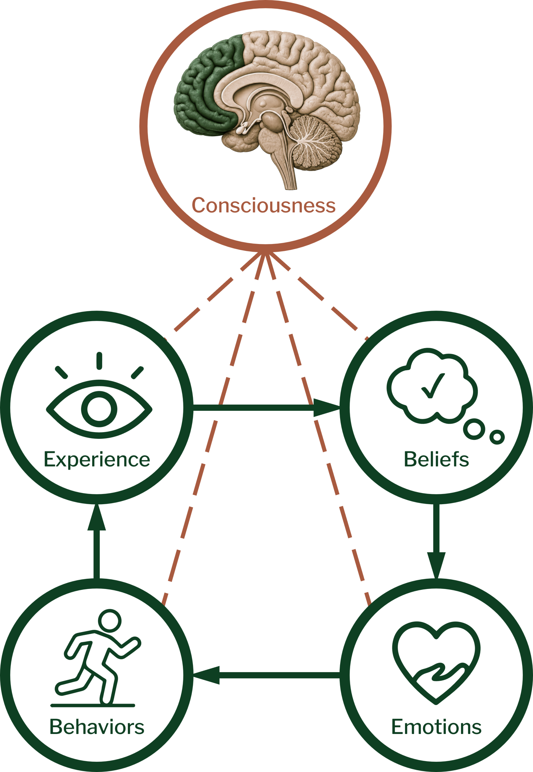 Consciousness shown as a brain above the cycle of Experience, Beliefs, Emotions and Behaviors, connected to all four by dashed lines, observing the loop from above