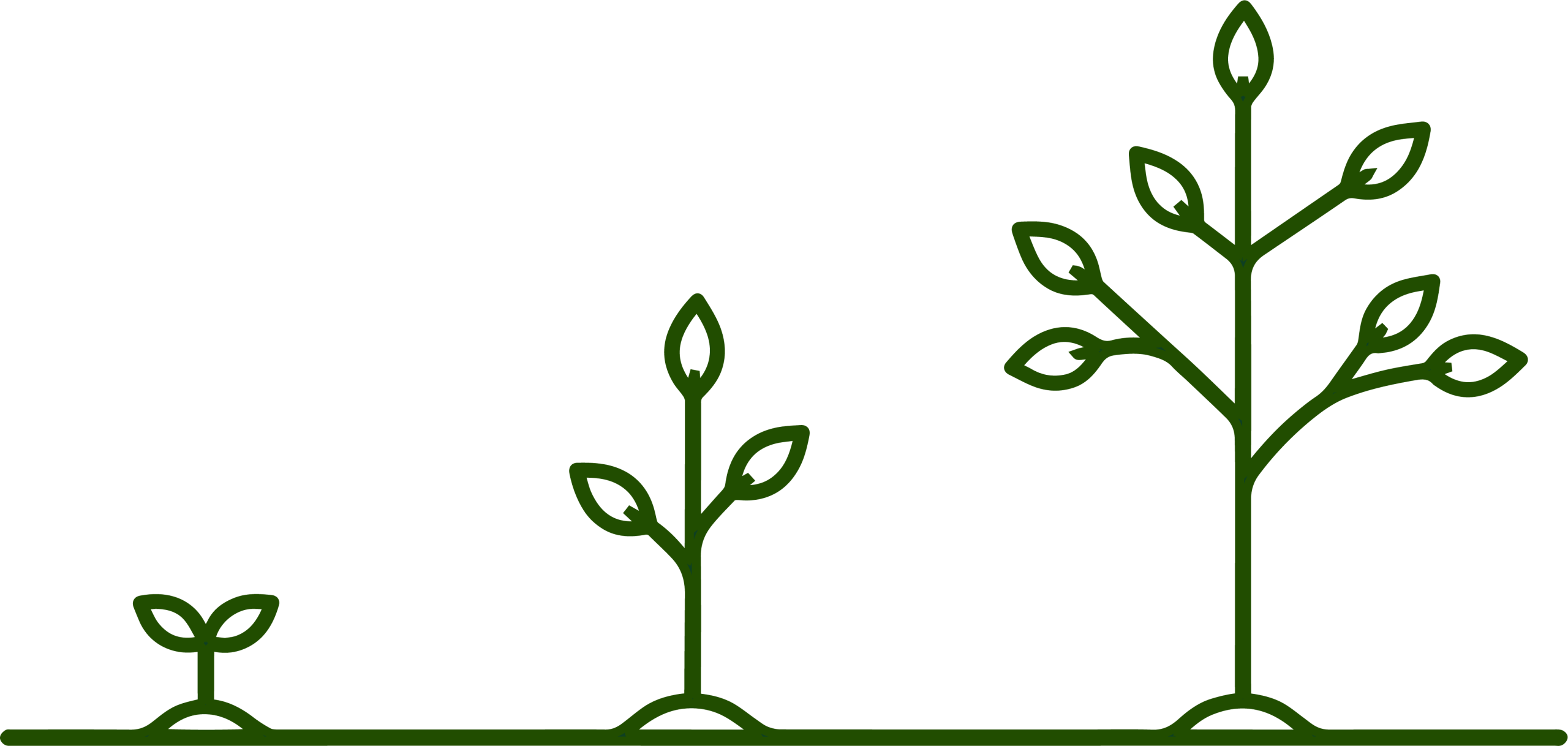 Three stages of a growing sapling, from a small sprout to a full tree with leaves